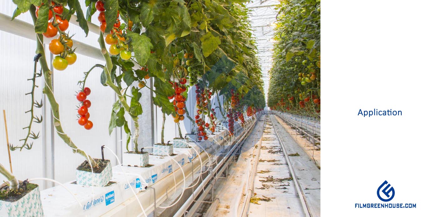 Buy Tomato Grow Gutter at Best Price | Filmgreenhouse - Film Greenhouse ...