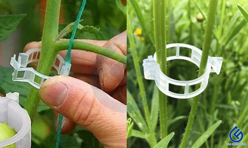 tomato clip application